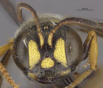 Media type: image;   Entomology 13791 Aspect: head frontal view